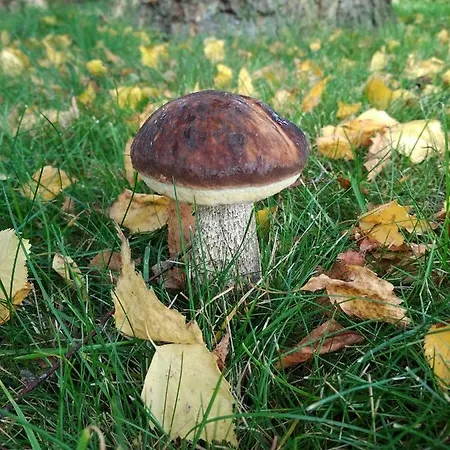 Jura Goscinne Zarki